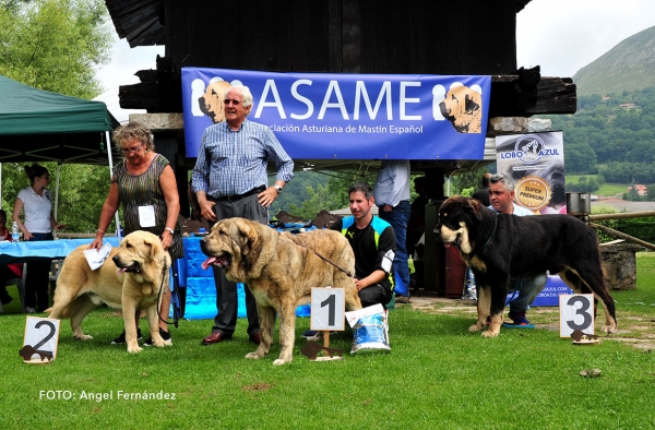 Podium Young Class Males - Cangas de Onis Asturias, Spain - 08.07.2017  (ASAME)
Keywords: 2017 asame