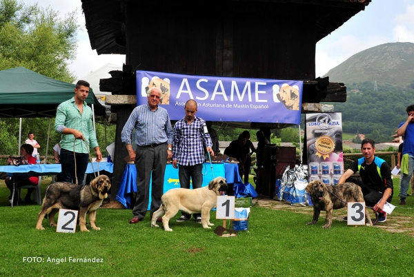 Podium Young Puppies Females - Cangas de Onis, Asturias, Spain -  08.07.2017 (ASAME)
Keywords: 2017 asame