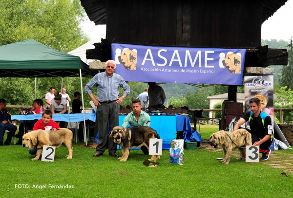 Podium Young Puppies Males - Cangas de Onis, Asturias, Spain -  08.07.2017 (ASAME)
Keywords: 2017 asame