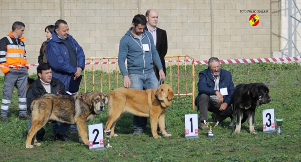 Podium Puppy Class Females - Mansilla de las Mulas 09.11.2014
2ª Hanna de 4 Elementos
1ª Izara de La Pirinola
3º Morena de Retamalon
Keywords: 2014