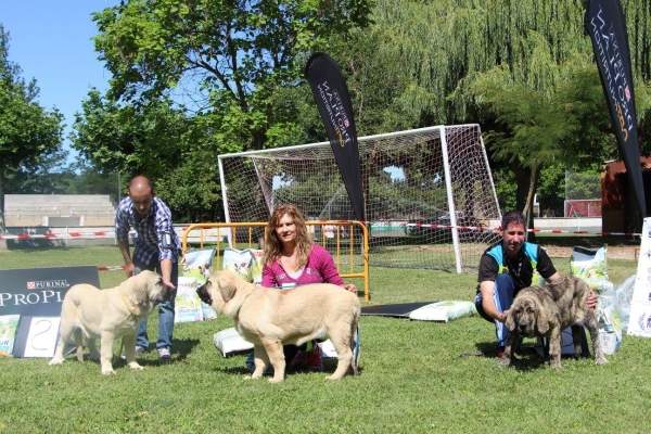 2. Noa del Picu Moru, 1. Cima de La Portiecha, 3. Mérida de Gustamores - Young Puppies Females - Veguellina de Órbigo 29.08.2017



Keywords: 2017