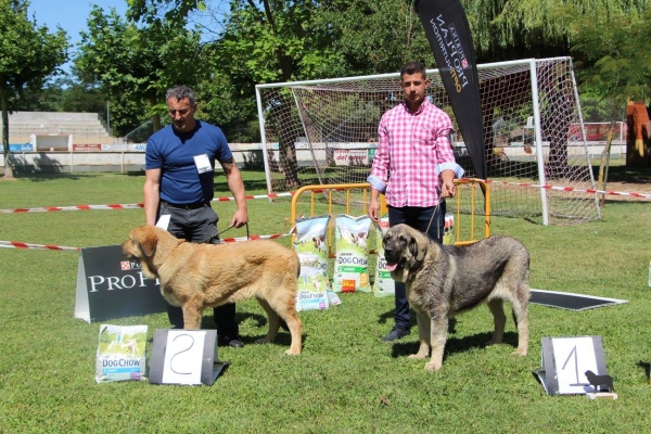 2. Cristu de El Raigusu, 1. Hermitaño de La Filtrosa - Puppy Class Males, Veguellina de Órbigo 29.08.2017


Keywords: 20117