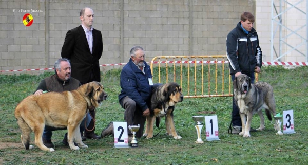 Podium Intermediate Class Females - Mansilla de las Mulas 09.11.2014
 2ª Camila de Fuente Mimbre
 1ª Laguna I de 4 Elementos
 3ª Brenda de Amdece de Nava
Keywords: 2014