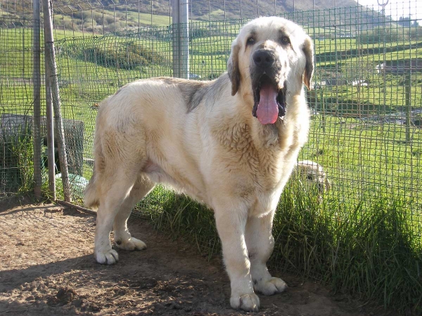 Portos de Montes del Pardo (18 meses) 
Pol de Reciecho x Abigail de Montes del Pardo.
Keywords: riberadelpas