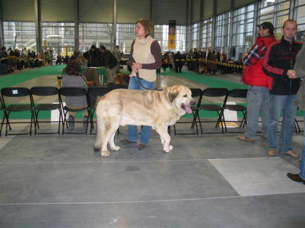 Basil Mastifland - Champion Class Males, World Dog Show, Poznan 2006
(Davidoff von Haus vom Steraldted x Ida Fi-It) 
Born: 14.11.2000
Breeder: Anna Kornak
Owner: Ewa Jasinska

Keywords: ludareva