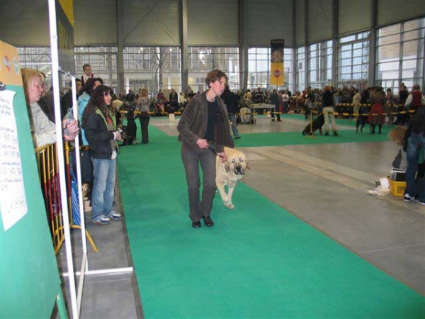 Sanson del Dharmapuri - Intermediate Class Males, World Dog Show, Poznan 2006
(Rubi de Montes del Pardo x Fani) 
Born: 16.12.2004
Breeder: Kennel Dharmapuri
Owner: Joanna Turek
Nøkkelord: fresu