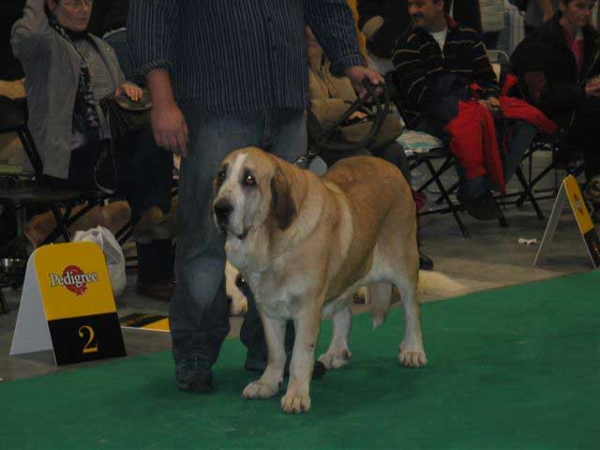 Adéla Bolero-Dudo, Exc. 2 Open Class Females - World Dog Show, Poznan 2006
(Arak z Kraje Sokolu x Birget Espanol Arcita) 
Born: 26.02.2003
Breeder: Jozef Dudo
Owner: Zsolt Breier

