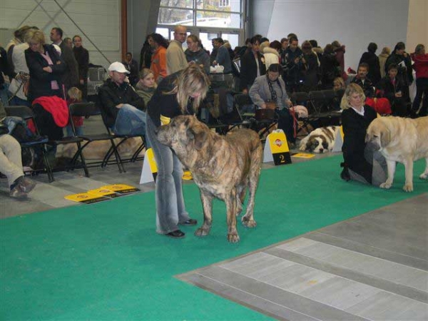 Aylen z Kraje Sokolu, Exc. 2 Champion Class Females, World Dog Show, Poznan 2006
(Ivoire des Ourson du Gabizos x Diana Fi-It) 
Born: 01.07.1999
Breeder & owner: Hana Schmidtova
Keywords: sokolu