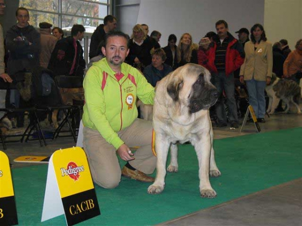 Sanson, Exc.1, CWC, CACIB, World Winner, BOB - Champion Class Males, World Dog Show, Poznan 2006
(Ordoño x Princes de Vega de Albares) 
Born: 28.03.2004
Breeder: Angel Sainz de la Maza
Owner: César Estébanez Alonso

 

Keywords: baolamadera