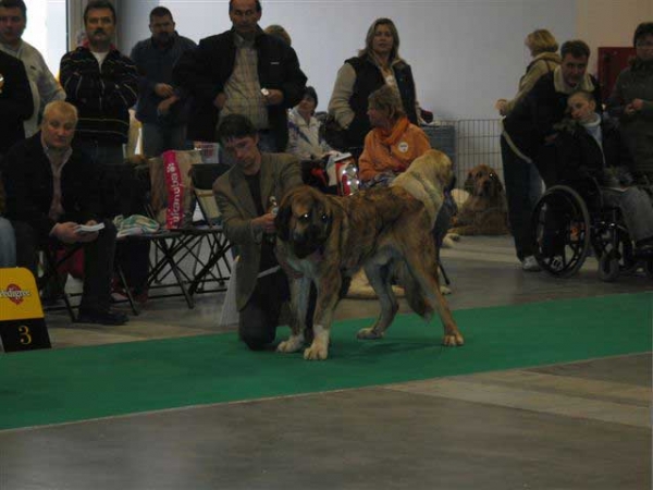 Harem Ulmaf Karus Kahrut - Young Class Males, World Dog Show Poznan 2006
(Mascular Pick-Up-Speed x Fortuna of the Witches Meltingpot)  
Born: 08.12.2005
Breeder: Merilyn Meristo & Lilian Freiberg
Owner: Merilyn Meristo

Keywords: ulmaf