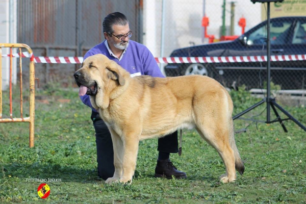 Prometeus de Duelos y Quebrantos: 1º puppy class males - Mansilla de las Mulas 09.11.2014
Keywords: 2014 duelos