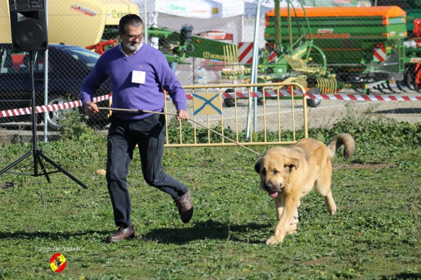 Prometeus de Duelos y Quebrantos: 1º puppy class males - Mansilla de las Mulas 09.11.2014
. 

Keywords: 2014 duelos