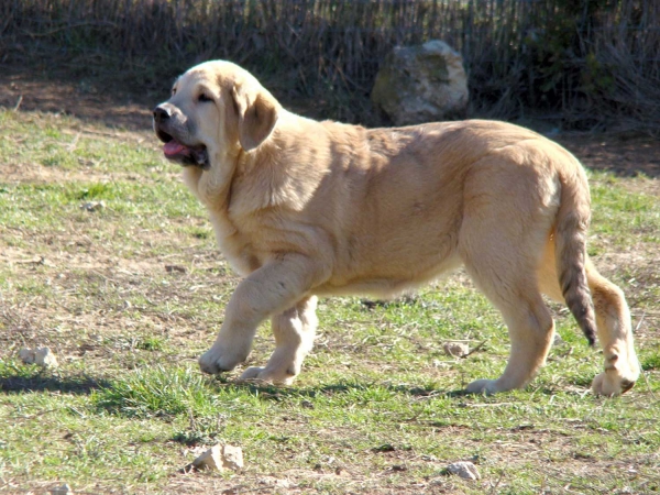 Quintana de Fuente Mimbre
Keywords: puppyspain fuentemimbre