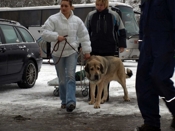 Rint Valeri Vanessa: exc. 1, Best female 4 - Champion Class Females, International Dog Show, Tallinn, 13-14.02.2009
(Marco x Motley House Dazy Son)
Keywords: 2009