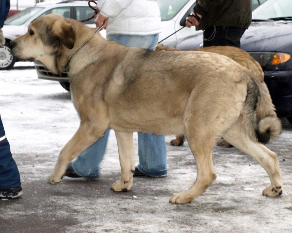 Rint Valeri Vanessa: exc. 1, Best female 4 - Champion Class Females, International Dog Show, Tallinn, 13-14.02.2009
(Marco x Motley House Dazy Son)
Keywords: 2009