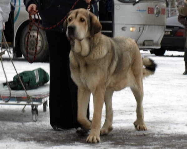 Rint Valeri Vanessa: exc. 1, Best female 4 - Champion Class Females, International Dog Show, Tallinn, 13-14.02.2009
(Marco x Motley House Dazy Son)
Keywords: 2009