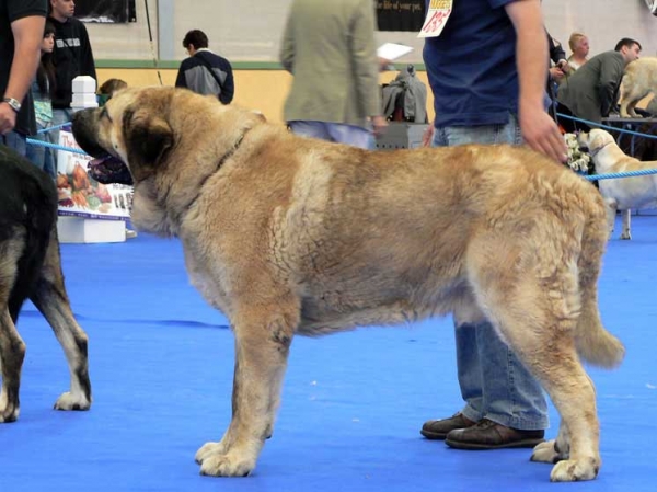 Raphael - Exc. 2, Open Class Males - International Show, Asturias, Spain, 31.07.2005
(Ch. Ulises de Ablanera x Mola) 
Breeder & owner: Julio César González 
 

Keywords: 2005 riberadelpas