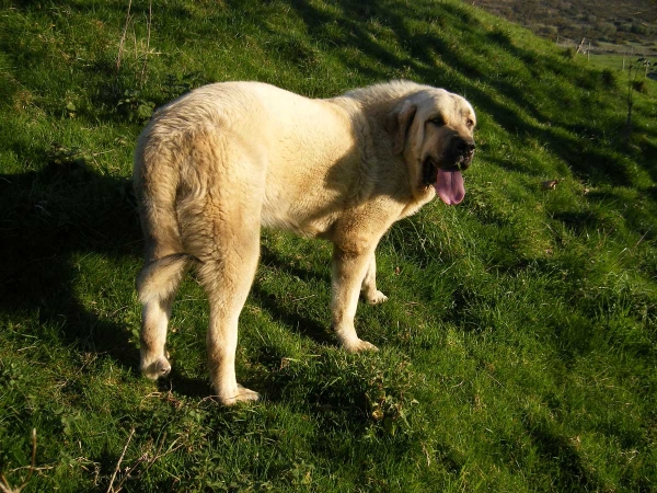 Rayo de Montes del Pardo - 12 meses
Rambo de Montes del Pardo (Nieto de Drake de Montes del Pardo) 
Keywords: riberadelpas