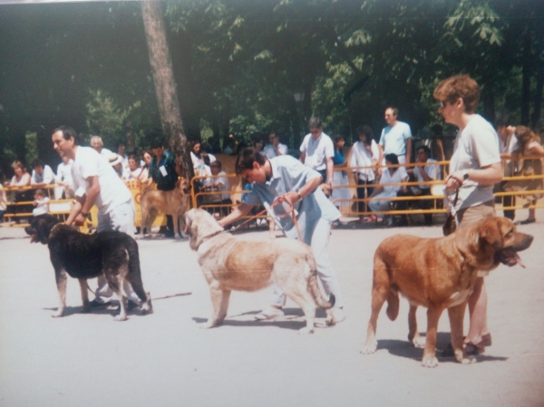 Retiro 1987 abierta hembras
Keywords: 1987