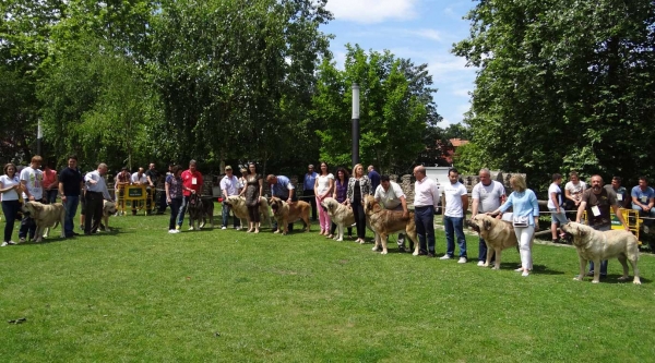 Ring Open Class Males, Cangas de Onis, Asturias, Spain 05.07.2014
Keywords: 2014