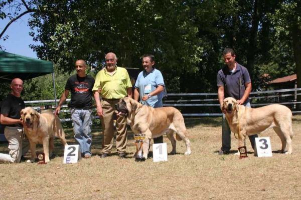 Ring BIS. : Ch.Coral de Hazas de Cesto, Ch. Sansón & Saya de Zurita - Puente Viesgo, Cantábria, Spain (AEPME) 04.08.2007
Judge: Jose Luis Moncada de La Granja
 
Photo: Juan Garrido © Copyright
Keywords: 2007