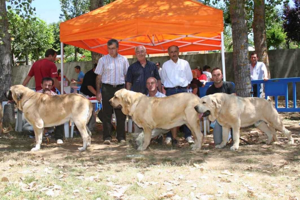 Ring BIS: Ch. Sansón, Ch.Coral de Hazas de Cesto & Zeus de Fuente Mimbre - Puebla de Sanabría, Zamora, Spain (AEPME), 28.07.2007
Judge: Isidro García Suárez
 
Photo: Juan Garrido © Copyright
Keywords: 2007