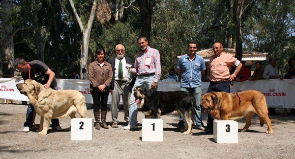 Ring BIS: Castaño de Bao La Madera: EXC 1, Best Young, Azabache de Campollano: EXC 1, Best Male, BIS & Brisa de Filandón: EXC 1, Best Female, Vélez de Benaudalla, Granada, Spain, 04.04.2009 
Judge: Jose Luis Moncada

Photo: Juan Garrido
Keywords: 2009