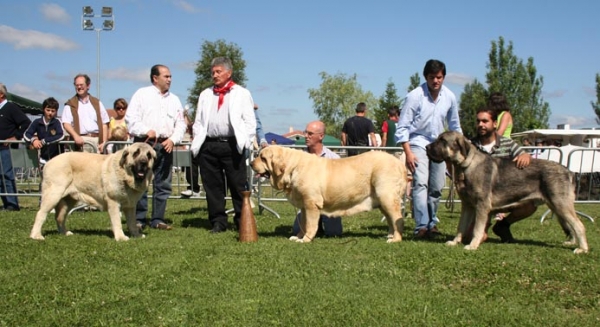 Ring BIS: Bardo de la Salombra: EXC 1, Best Male, Ch. Coral de Hazas de Cesto: CH. Coral de Hazas de Cesto: EXC 1, Best Female, BIS & Wilki de Bao La Madera: EXC 1, Best Young - Medina de Pomar 21.06.2009 
Specialty Show Mastín Español, AEPME, Medina de Pomar (Burgos), Spain, 21.06.2009.
Judge: Luis Esquiró

Photo: Juan Garrido
Keywords: 2009