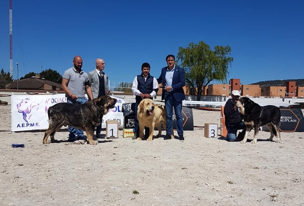 Abiertas machos, VI Concurso de Mastín Español, AEPME - Cuenca, Spain 13.04.2019
Keywords: 2019
