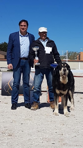 Abiertas machos, VI Concurso de Mastín Español, AEPME - Cuenca, Spain 13.04.2019
Keywords: 2019