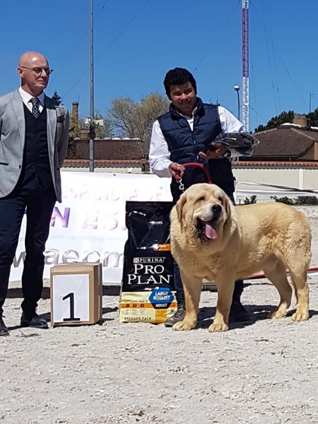 Abiertas machos, VI Concurso de Mastín Español, AEPME - Cuenca, Spain 13.04.2019
Keywords: 2019