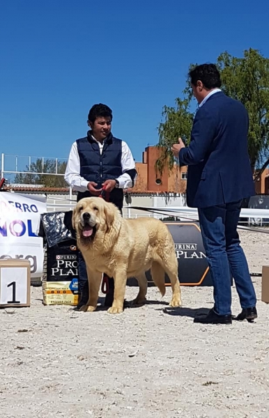 Keywords: Abiertas machos, VI Concurso de Mastín Español, AEPME - Cuenca, Spain 13.04.2019