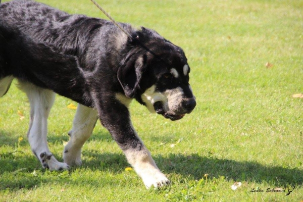 Cachorra hembra: Riverita de Arasanz - XXXVIII Monográfica Nacional AEPME - Gordoncillo, Leon 08.09.2018
Keywords: arasanz 2018