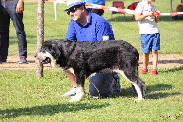 Cachorro hembra: Riverita de Arasanz - XXXVIII Monográfica Nacional AEPME - Gordoncillo, Leon 08.09.2018
Keywords: 2018 arasanz