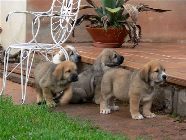 Roble, Dorado, Crespo & Rul de los Payuelos
Armani del Agostadero x CH. Aitana del Agostadero 
Nacidos: 05.04.2008 

Keywords: puppyspain puppy cachorro payuelos