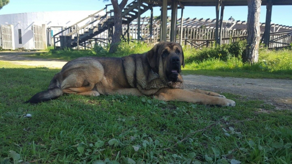 Rocco II de Montes del Pardo
