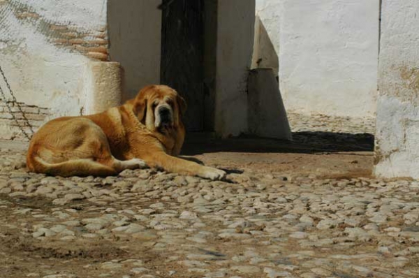 Rojo de Trashumancia
