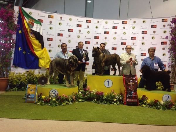 Romero del Retamalón 3º en Razas Españolas - Badajoz, Spain 10.05.2015
Keywords: 2015