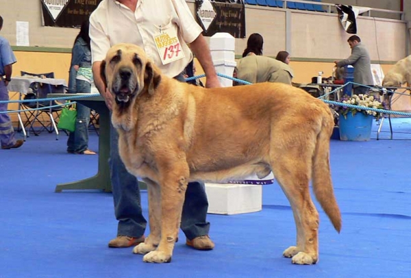 Ron de Autocan - Exc. 1, Champion Class Males - International Show, Asturias, Spain, 31.07.2005
(León de Autocan x Berta de Autocan) 
Breeder & owner: Isidro García Suárez

Keywords: 2005 autocan