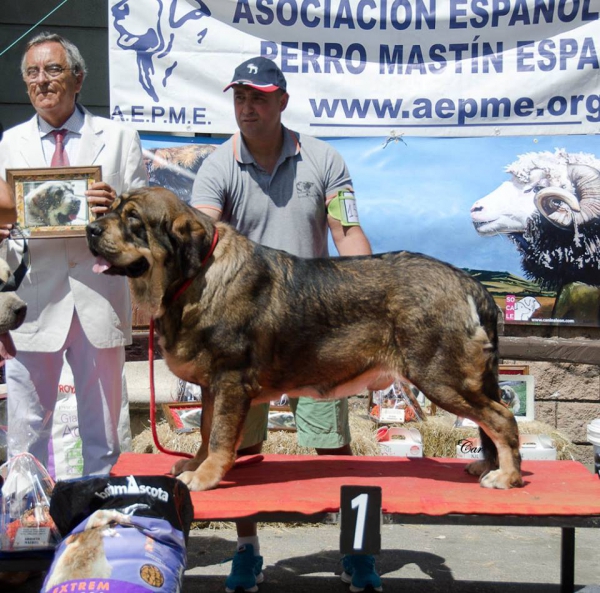 Ron de Amdece de Nava - Best male Open Class Males - Villablino 01.08.2015 
Keywords: 2015