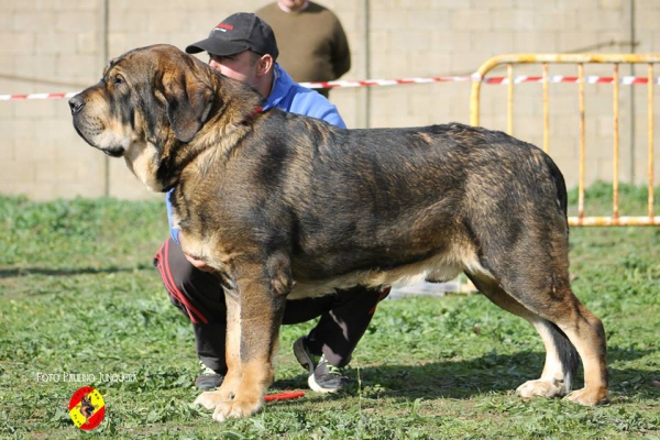 Ron de Amdece de Nava: EXC 1º open class males - Mansilla de las Mulas 09.11.2014
Keywords: 2014 amdece