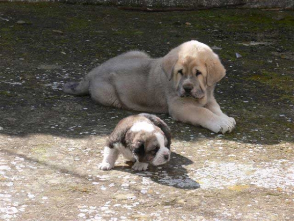 Rubio de Trashumancia & Miche de Trashumancia
Rubio: (Americano x Chita de Trashumancia) 
Miche: (Zagal de Laciana x Lobata (Lola) de Trashumancia).
Photo: Baltasar Redondo

Keywords: payuelos puppy cachorro