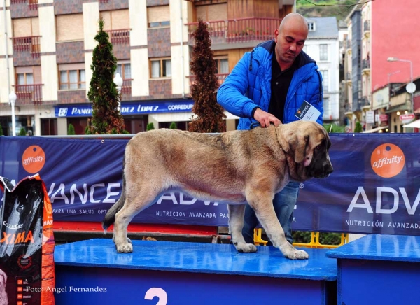 Rula de Fonteferra: VG 2 - Puppy Class Females, Villa de Luarca 27.11.2011
Keywords: 2011