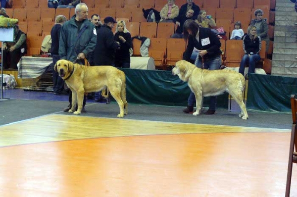 Rasta z Doliny Czarnej Wody: Exc. 2 & Evita Lu Dareva: Exc.1 , CWC, Best adult female - Open Class Females, National Show, Nowa Ruda, Poland 07.12.2008
Rasta z Doliny Czarnej Wody: (Druso de la Aljabara x Róza z Karolewka)
Evita Lu Dareva: (Druso de la Aljabara x Franchesca Mastibe)

Keywords: 2008