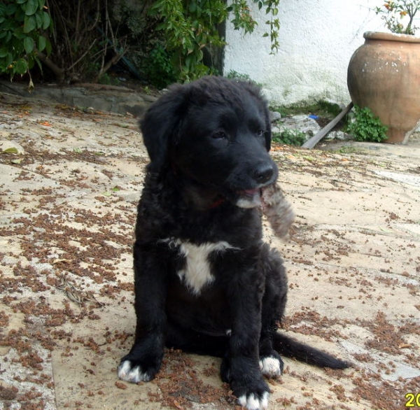 mastin/labrador cross
Keywords: yogi2