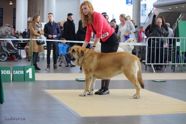 Sangria Lu Dareva: Intermediate Class - CWC, CACIB and BOB (17.11) - CWC/CAC, CACIB, POLAND WINNER BOB (18.11) - International Dog Show in Poznań 17-18.11.2018
CARBONERO de Montes Almedia x JIMENA Lu dareva
Keywords: ludareva 2018