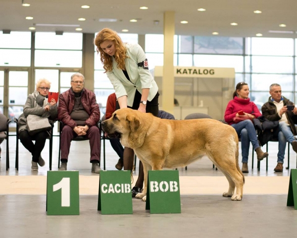 Sangria Lu Dareva: Intermediate Class - CWC, CACIB and BOB (17.11) - CWC/CAC, CACIB, POLAND WINNER BOB (18.11) - International Dog Show in Poznań 17-18.11.2018  
CARBONERO de Montes Almedia x JIMENA Lu Dareva 
Keywords: 2018 ludareva