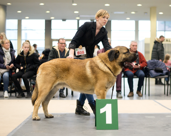 Serrano Lu Dareva: Intermedia Class male - CWC/CAC, CACIB, POLAND WINNER and BOS - International Dog Show in Poznań 18.11.2018 
Keywords: 2018 ludareva