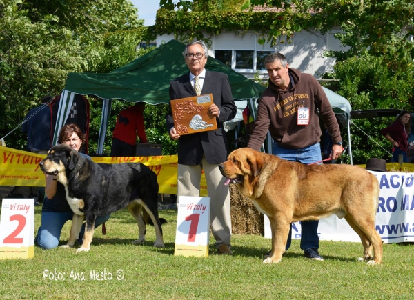 Best young: GUFY DE CARCEÑA - Somo, Cantabria, Spain 2017 (AEPME)
Keywords: 2017