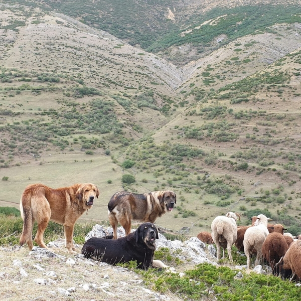 Sahitan, Hodor y Hannah (Mastines de Abelgas)
Keywords: abelgas